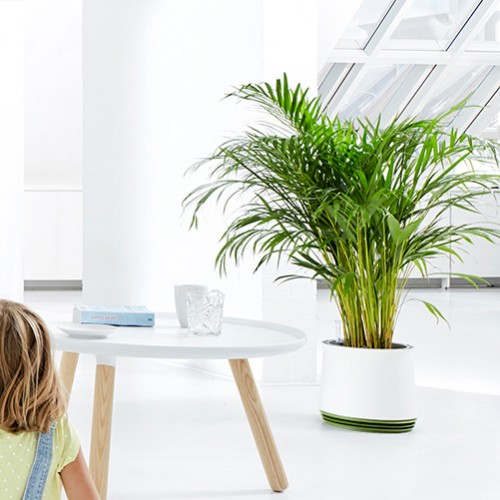Airy Plant Pot The Solution Of Air Pollution Inside At Home﻿